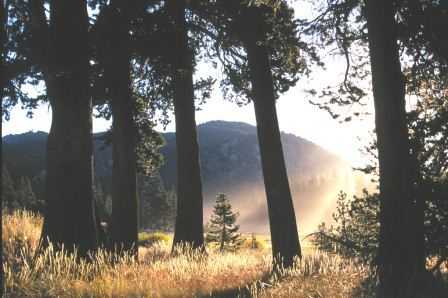 Trees